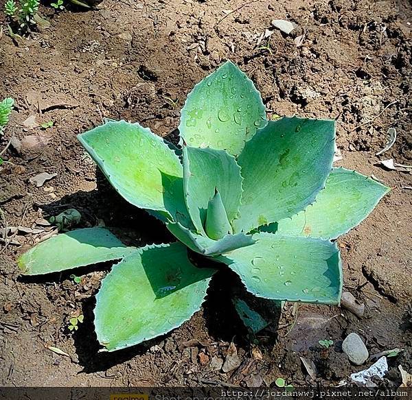 【植物種植】名種 龍舌蘭 1. 姬嚴龍2.細刺雷神3.雷神4