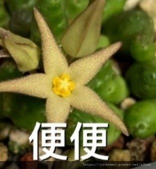 【蘿藦種植】 1.紅蘿藦2.黑寡婦蘿藦3.紫砂豹皮蘿藦4.麥