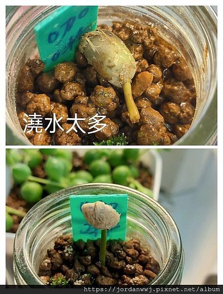 【植物種植】咖啡