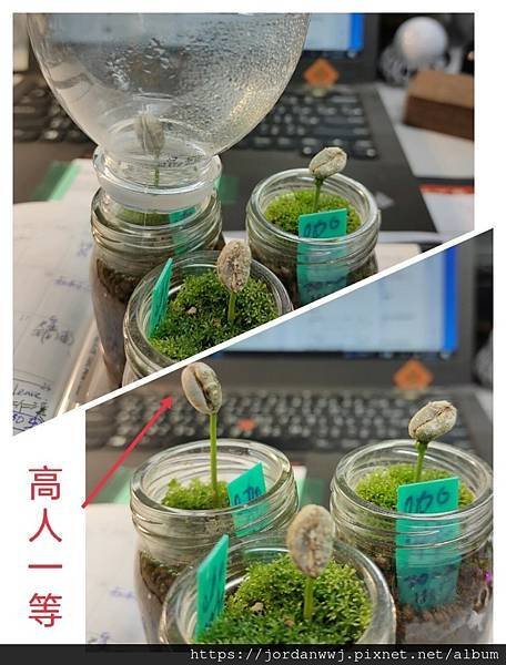 【植物種植】咖啡