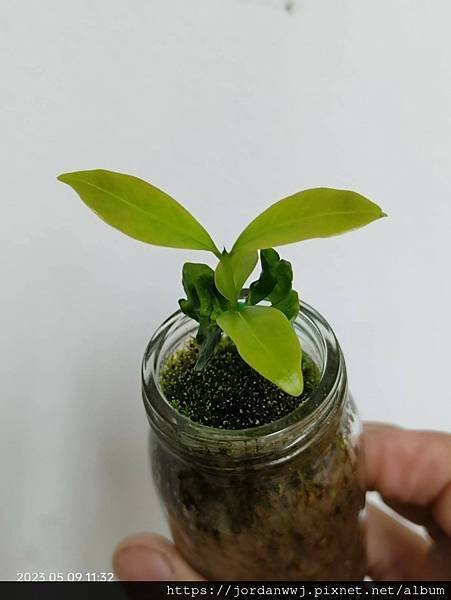 【植物種植】咖啡