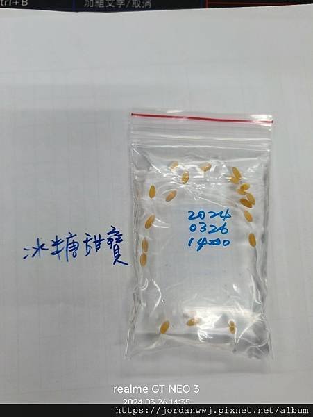 【植物種植】冰糖甜寶哈密瓜