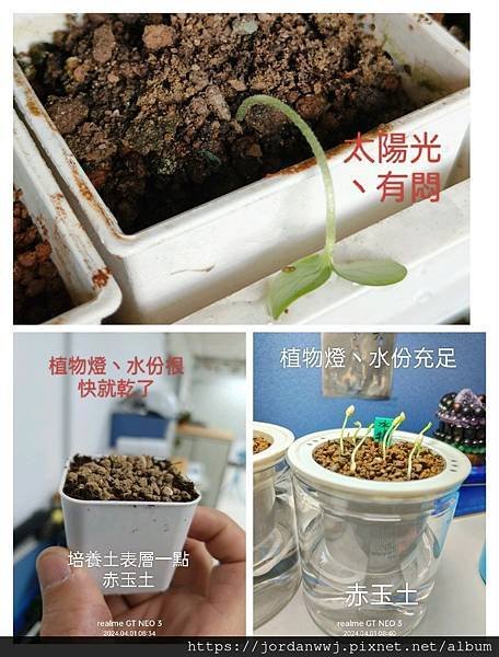 【植物種植】冰糖甜寶哈密瓜