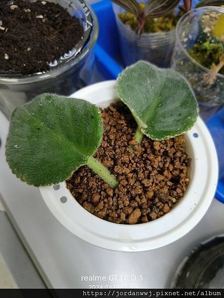 【植物種植】非洲堇紫羅蘭