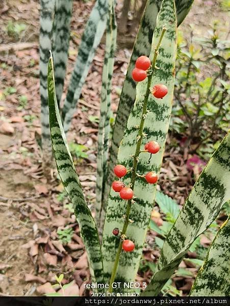 【植物種植】虎尾蘭