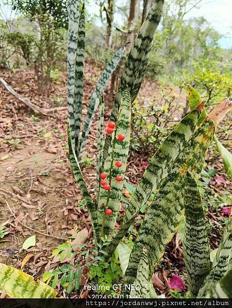 【植物種植】虎尾蘭