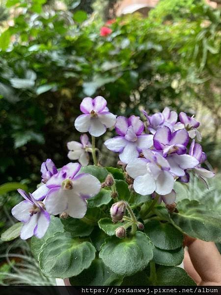 【植物種植】縞花非洲堇