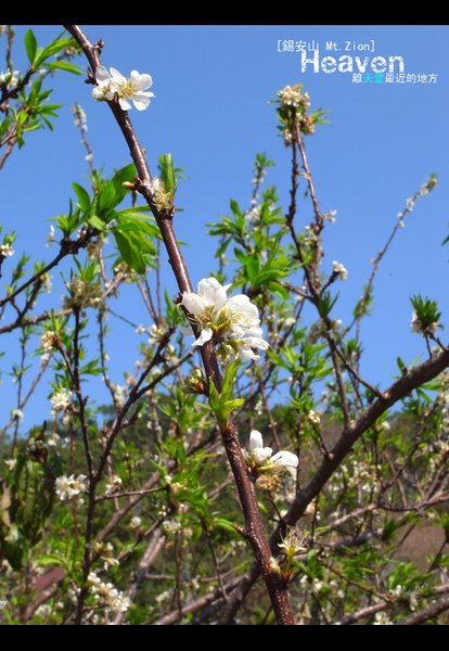 梅花盛開