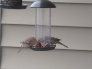 IMG_6347.JPG