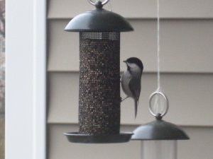 IMG_6353.JPG