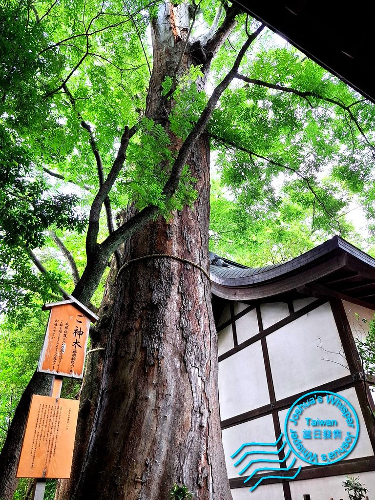 釣魚求姻緣 - 川越冰川神社