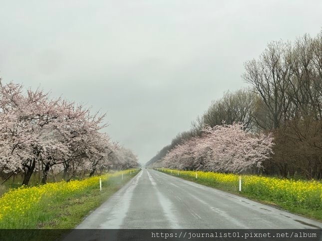 2025東北賞櫻長輩團~陰雨也很美的油菜花與櫻花大道&amp;秋田人