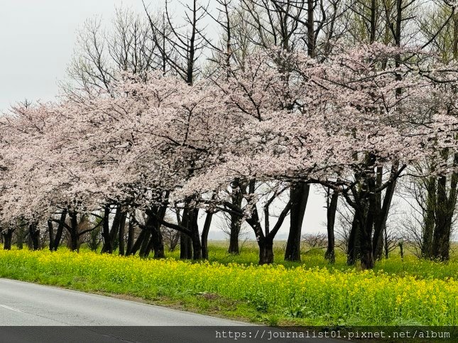 2025東北賞櫻長輩團~陰雨也很美的油菜花與櫻花大道&amp;秋田人