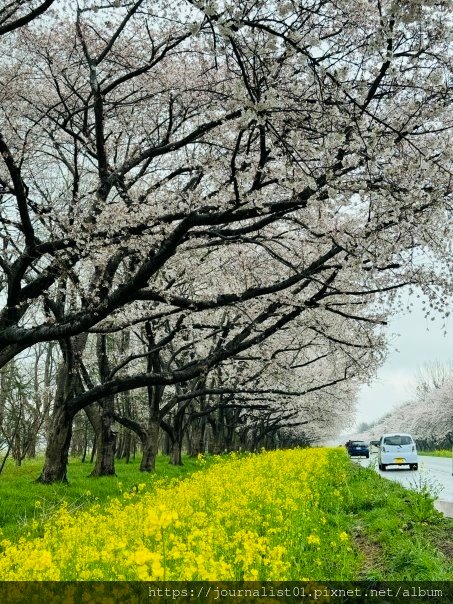 2025東北賞櫻長輩團~陰雨也很美的油菜花與櫻花大道&amp;秋田人