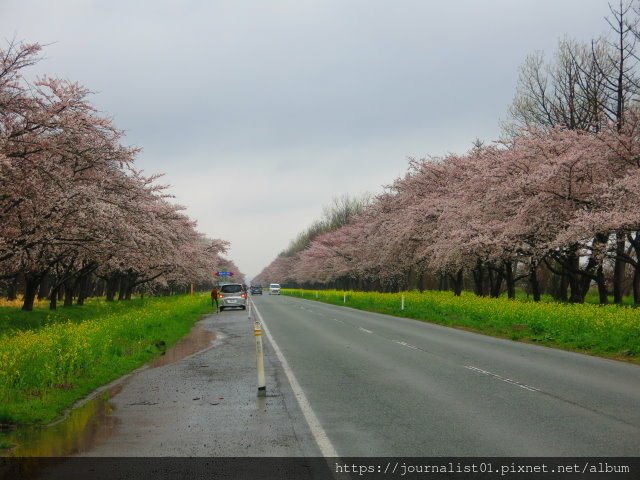 2025東北賞櫻長輩團~陰雨也很美的油菜花與櫻花大道&amp;秋田人
