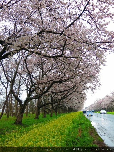 2025東北賞櫻長輩團~陰雨也很美的油菜花與櫻花大道&amp;秋田人