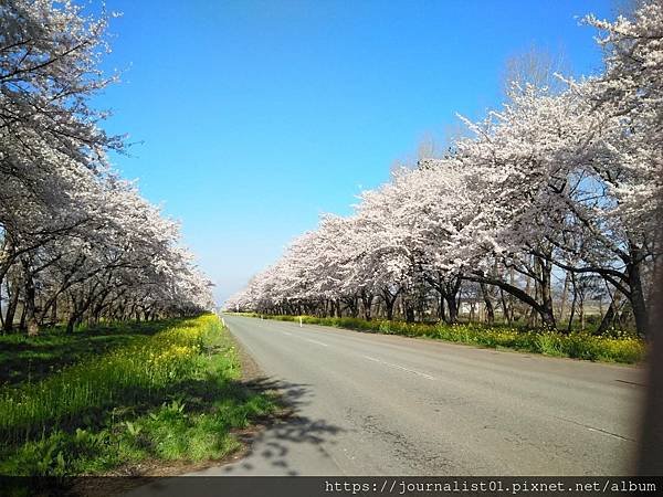 2025東北賞櫻長輩團~陰雨也很美的油菜花與櫻花大道&amp;秋田人