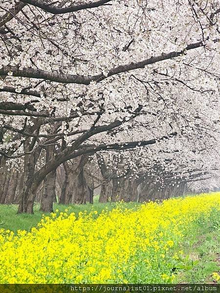 2025東北賞櫻長輩團~陰雨也很美的油菜花與櫻花大道&amp;好吃的