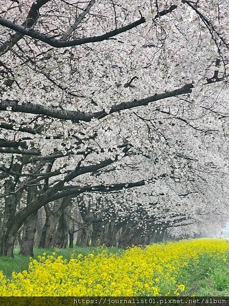 2025東北賞櫻長輩團~陰雨也很美的油菜花與櫻花大道&amp;好吃的