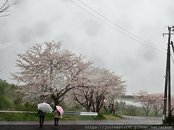 2025東北賞櫻長輩團~陰雨也很美的油菜花與櫻花大道&amp;好吃的