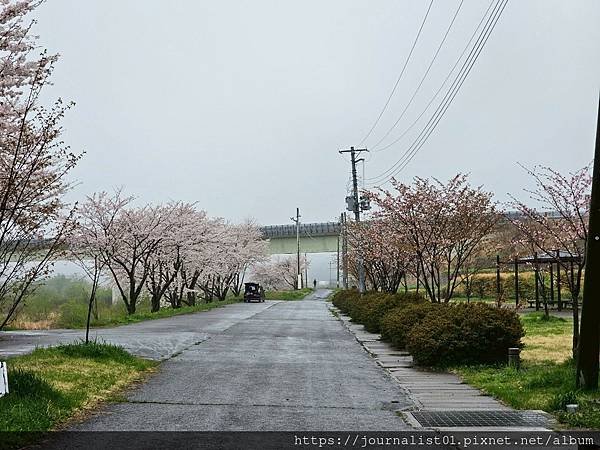 2025東北賞櫻長輩團~陰雨也很美的油菜花與櫻花大道&amp;好吃的