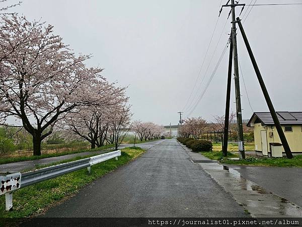 2025東北賞櫻長輩團~陰雨也很美的油菜花與櫻花大道&amp;好吃的