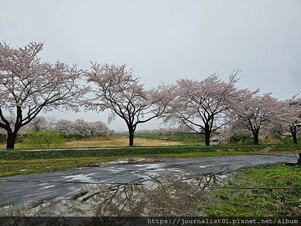 2025東北賞櫻長輩團~陰雨也很美的油菜花與櫻花大道&amp;好吃的