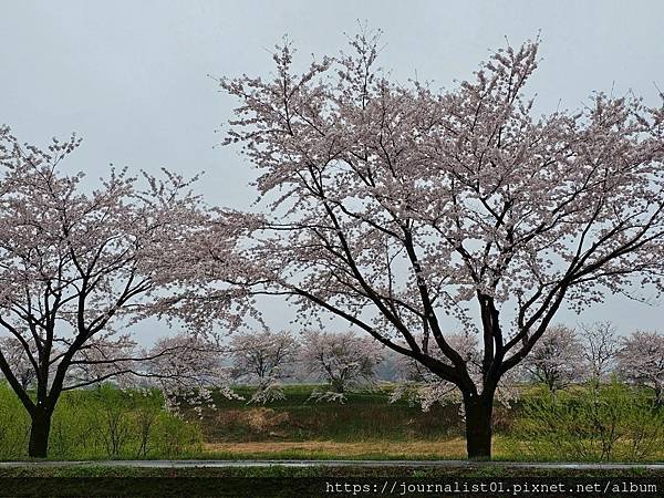 2025東北賞櫻長輩團~陰雨也很美的油菜花與櫻花大道&amp;好吃的
