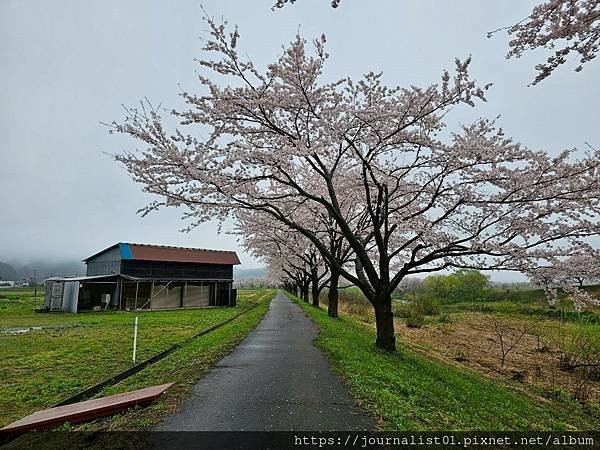 2025東北賞櫻長輩團~陰雨也很美的油菜花與櫻花大道&amp;好吃的