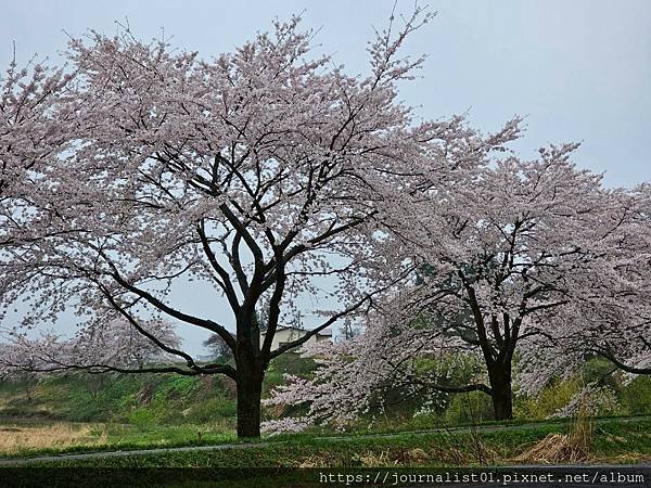 2025東北賞櫻長輩團~陰雨也很美的油菜花與櫻花大道&amp;好吃的