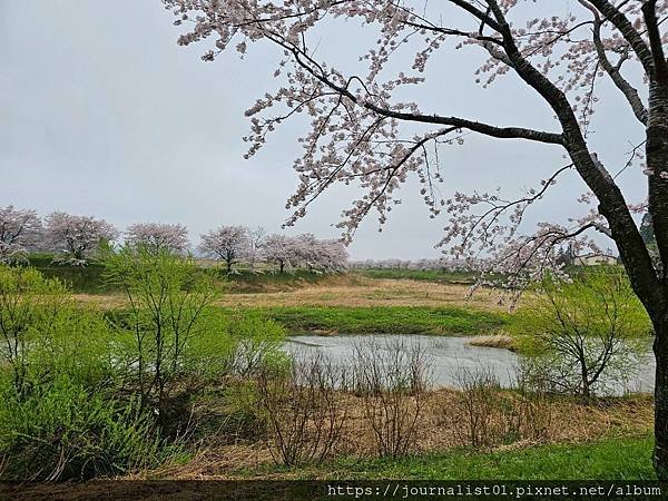2025東北賞櫻長輩團~陰雨也很美的油菜花與櫻花大道&amp;好吃的