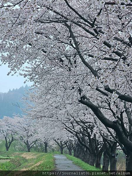 2025東北賞櫻長輩團~陰雨也很美的油菜花與櫻花大道&amp;好吃的