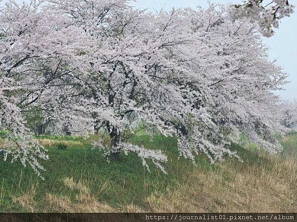 2025東北賞櫻長輩團~陰雨也很美的油菜花與櫻花大道&amp;好吃的