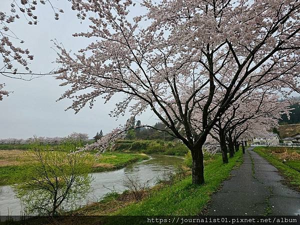 2025東北賞櫻長輩團~陰雨也很美的油菜花與櫻花大道&amp;好吃的