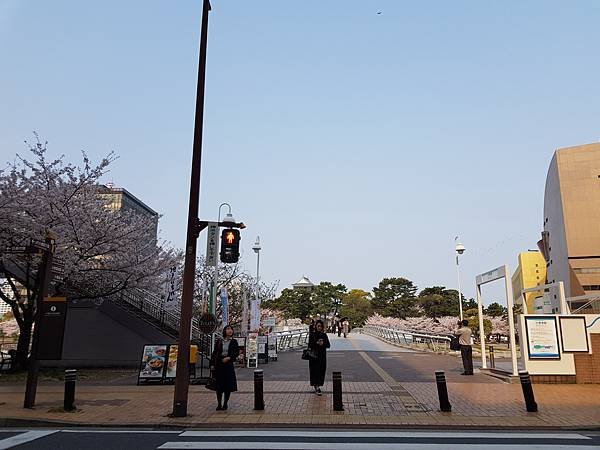 小倉城 八坂神社 日本賞櫻初體驗