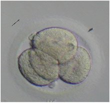 embryo02