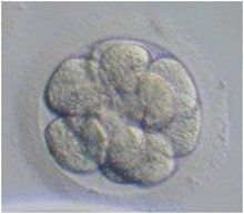 embryo05