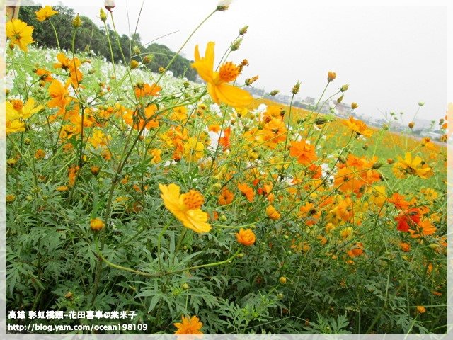 花海(黃)1.JPG