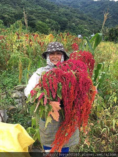 紅藜採收時，部落的人幫金蕉媽一起採收.JPG