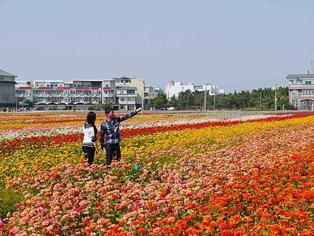 橋頭花海2