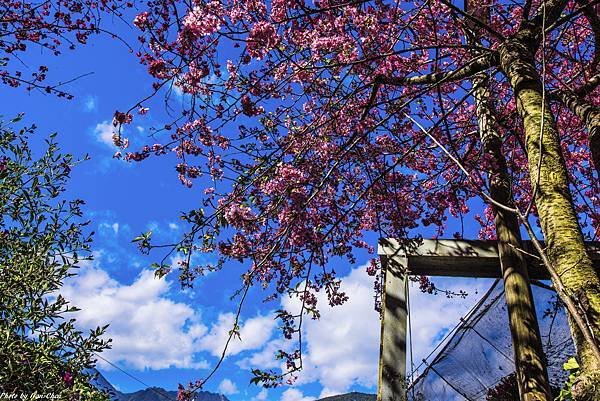 花之饗宴-南投信義草坪頭觀光茶園