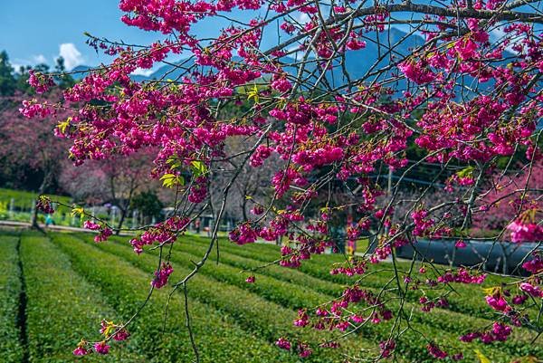 花之饗宴-南投信義草坪頭觀光茶園