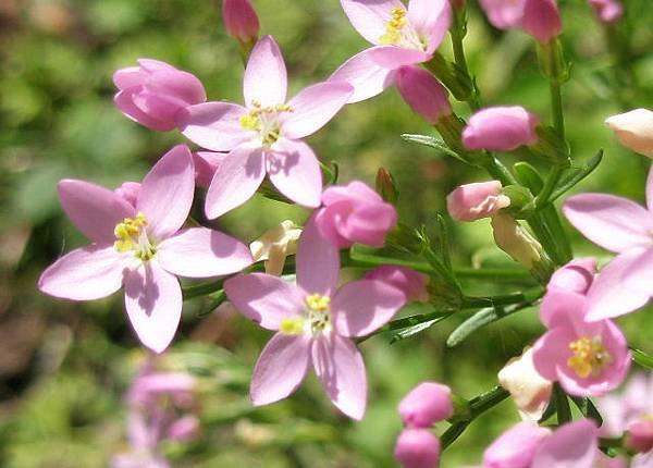 Centaury, Common 2007_0722_110756AA