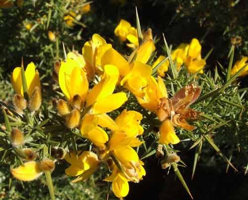 gorse