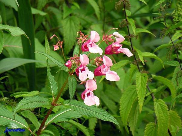 Impatiens_glandulifera_4