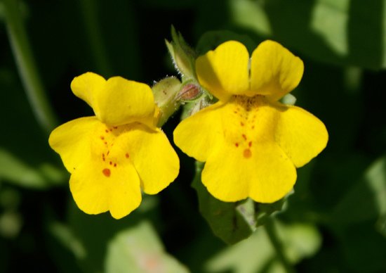 mimulus-guttatus