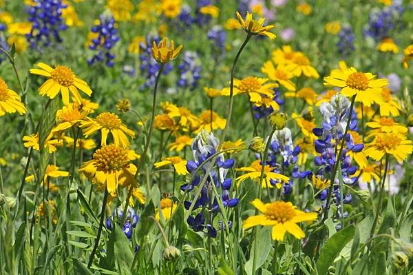 wildflowers