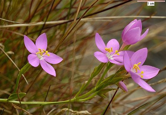 centaurium_scilloides_1e1f