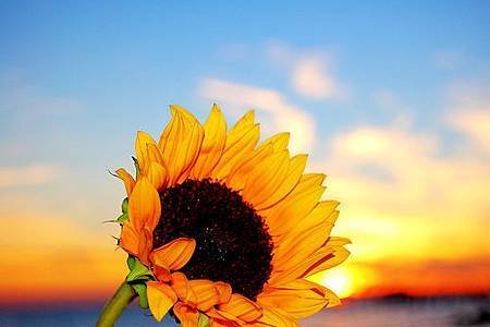 sunflower-flower-colorful-1458307-o.jpg