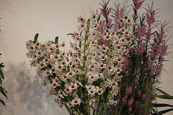 IMG_6381